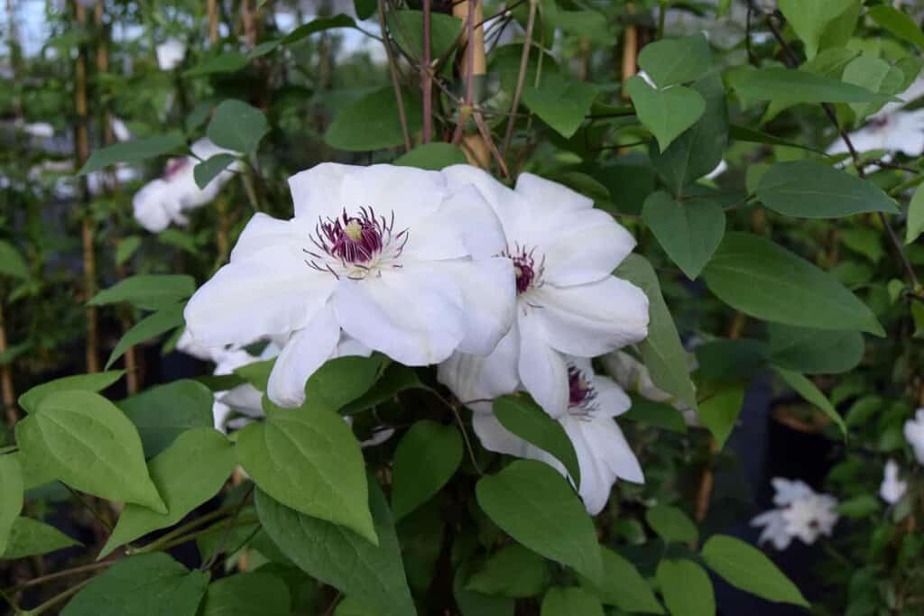 Clematis 'Miss Bateman' 60-80 cm